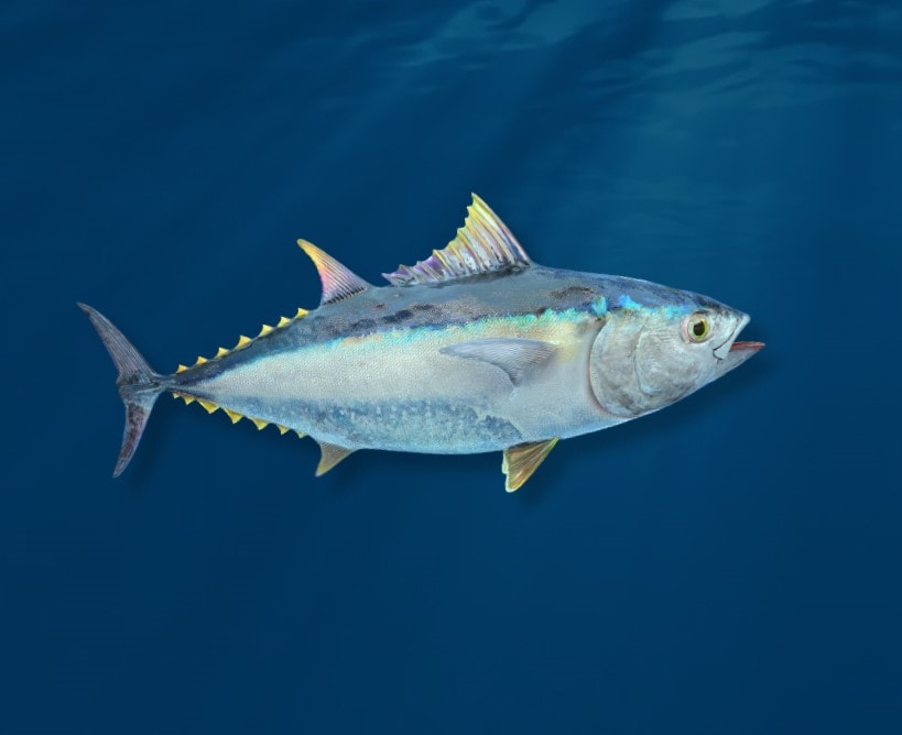 Yellowfin Tuna