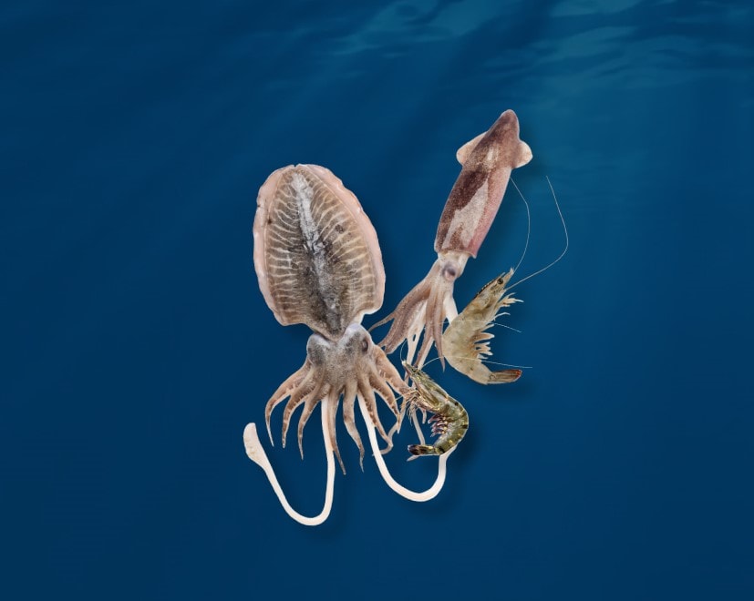 Frozen Seafood & Crustacea